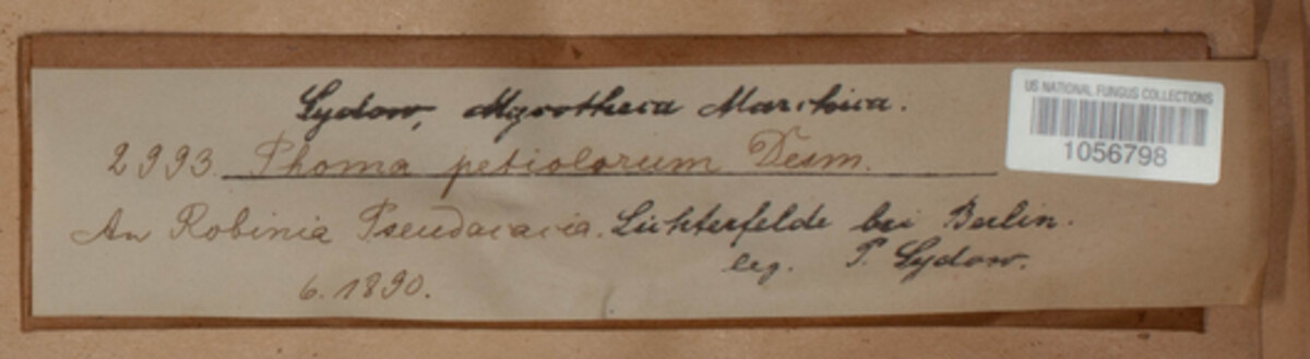 Phomopsis petiolorum image